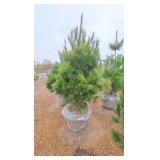 White Pine - 6