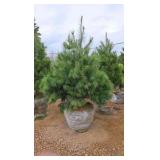White Pine - 6