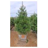 White Pine - 6