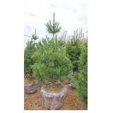 White Pine - 6