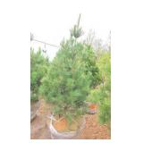 White Pine - 6