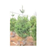 White Pine - 6
