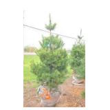 White Pine - 6