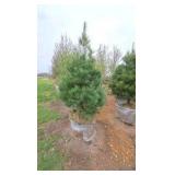 White Pine - 6