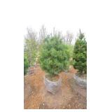 White Pine - 6