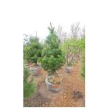 White Pine - 6