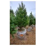 White Pine - 6