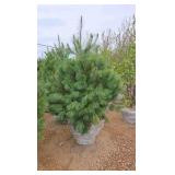 White Pine - 6