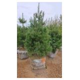White Pine - 6