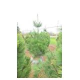 White Pine - 6
