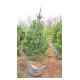 White Pine - 6