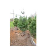 White Pine - 6