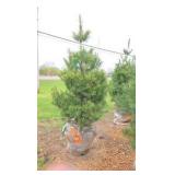 White Pine - 6