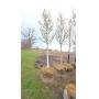 Autumn Blaze Maple