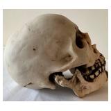 G - Halloween Decor - Candelabra, Three Skulls and a Thompson Ferrier Bonaparte Gothic Skull Candle