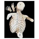 G - Skeleton Bust with Hands - Wall-Hanging Resin Sculpture