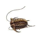 Allan Drummond Trilobite Replica - Ceraurus Species Fossil
