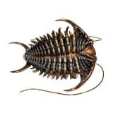 Allan Drummond Trilobite Replica - Ceraurus Species Fossil