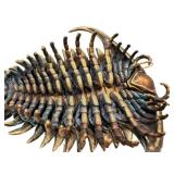 Allan Drummond Trilobite Replica - Ceraurus Species Fossil
