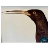 Tobias Hoason Watercolor Bird Painting - Framed