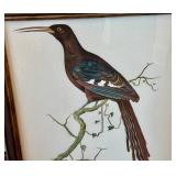 Tobias Hoason Watercolor Bird Painting - Framed