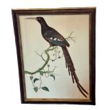 Tobias Hoason Watercolor Bird Painting - Framed