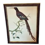 Tobias Hoason Watercolor Bird Painting - Framed