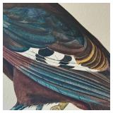 Tobias Hoason Watercolor Bird Painting - Framed
