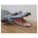 28" Alligator Taxidermy