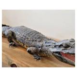 28" Alligator Taxidermy