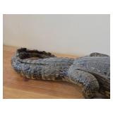 28" Alligator Taxidermy