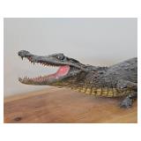 28" Alligator Taxidermy