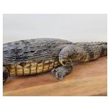 28" Alligator Taxidermy