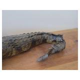 28" Alligator Taxidermy