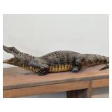 Vintage Taxidermy Caiman from 19th Century