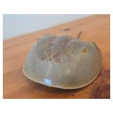 Preserved Specimen / Molt / Shed Exoskeleton of a Horseshoe Crab