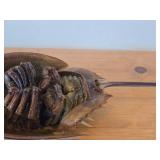 Preserved Specimen / Molt / Shed Exoskeleton of a Horseshoe Crab