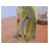 Vintage 8" Baby Shark in a Jar
