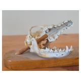 Lot of (2) Taxidermy Art of  Coyote Skulls on a Wooden Plank for Display on a Mantle