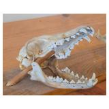 Lot of (2) Taxidermy Art of  Coyote Skulls on a Wooden Plank for Display on a Mantle