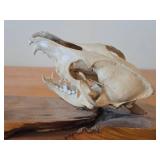 Lot of (2) Taxidermy Art of  Coyote Skulls on a Wooden Plank for Display on a Mantle