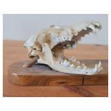 Lot of (2) Taxidermy Art of  Coyote Skulls on a Wooden Plank for Display on a Mantle
