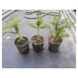 Lot of 3 Fraiser Fir 16” Tree’s