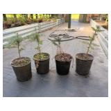 Lot of 4 Fraiser Fir Tree’s