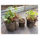3 Strawberry Plants