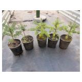 5 Fraiser Fir potted Trees