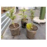 3 Potted Fraiser Fir Trees