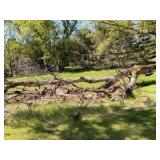 XXL Fire Wood (2)