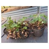 6 Various sized Strawberry Plants