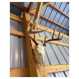 Whitetail Deer Skull with Antlers Taxidermy Mount for Display